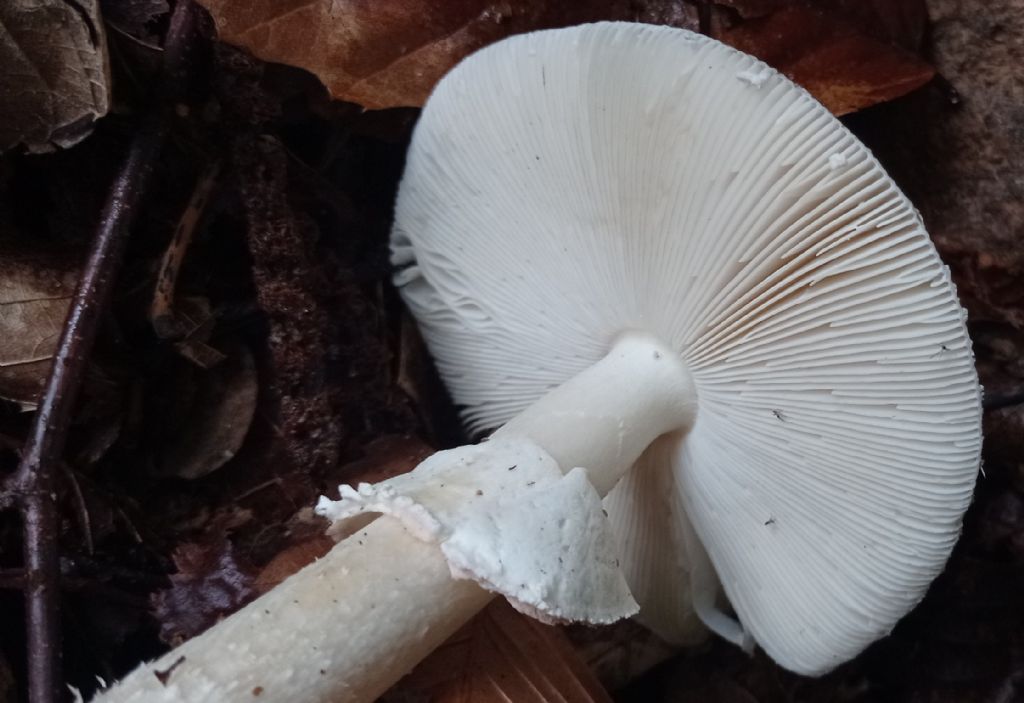 Amanita pantherina